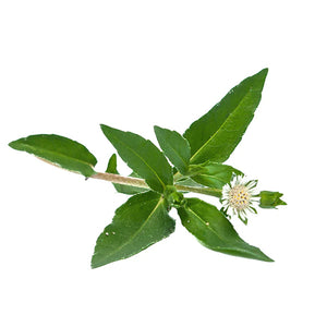 Bhringraj