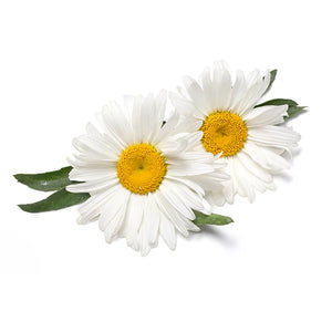 Chamomile