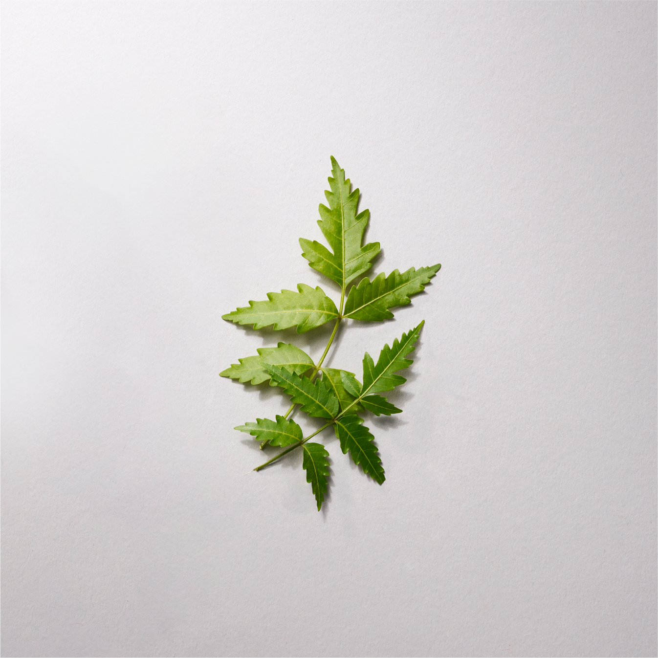 Mahanimba – Nature4Nature