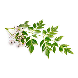 Neem